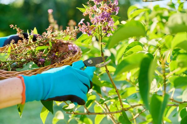 Cost of Lilac Trimming Service in Hickory