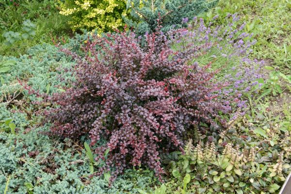 Cost of Japanese Barberry Removal in Hickory