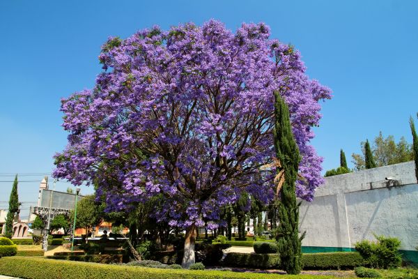 Cost of Jacaranda Pruning in Hickory