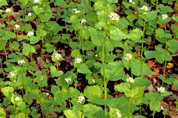 Cost of Garlic Mustard Removal in Hickory
