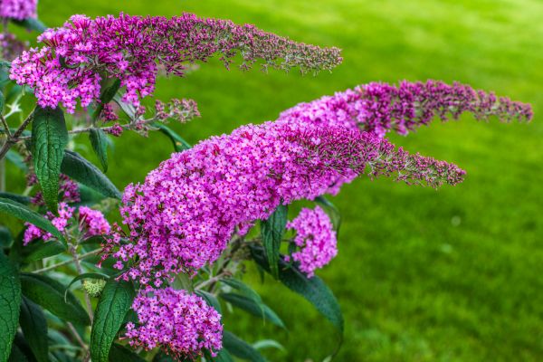 Cost of Butterfly Bush Removal in Hickory