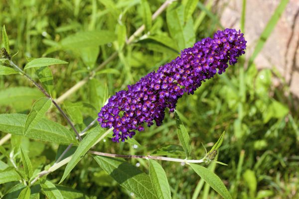 Butterfly Bush Pruning in Hickory