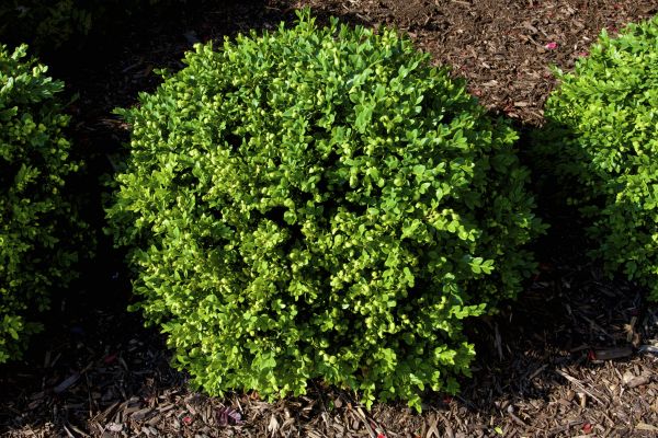 Cost of Boxwood Removal in Hickory