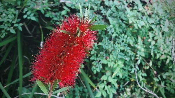Cost of Bottlebrush Pruning in Hickory