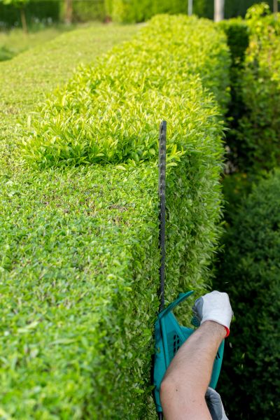 Hedge Trimming in Hickory