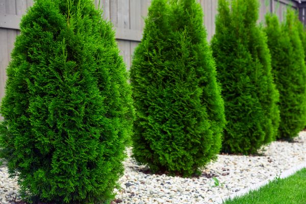 Arborvitae Trimming in Hickory